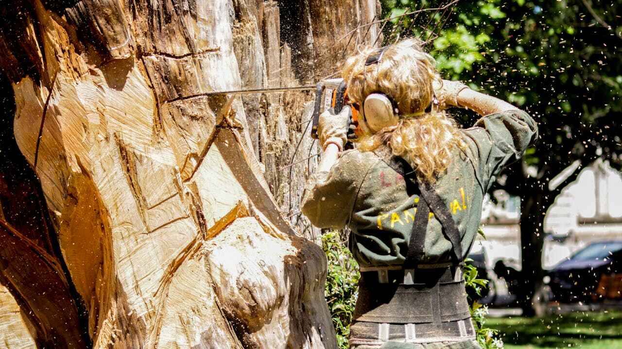 Palm Tree Trimming